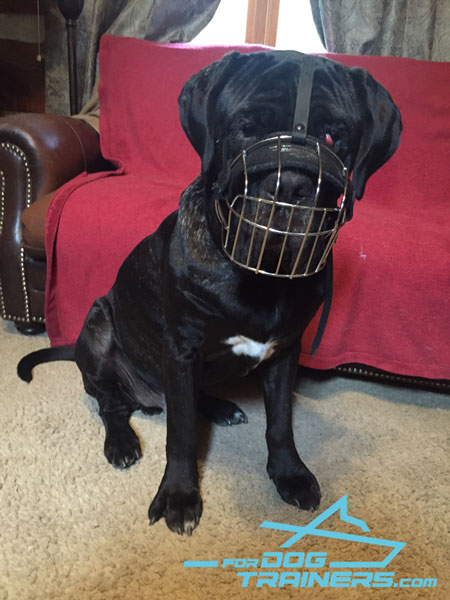 Lightweight Metal Cage Muzzle Perfect Fit for Mastiff Training