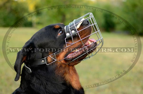 Wire cage muzzle with inside padding for Rottweiler