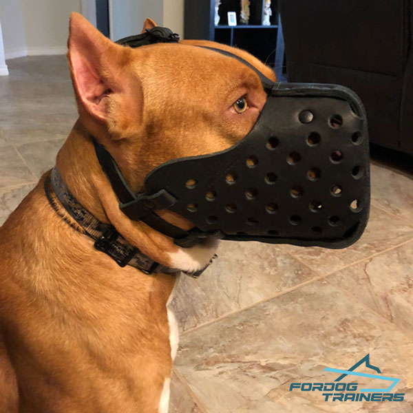 Pitbull dog muzzle of hard leather with ventilation holes