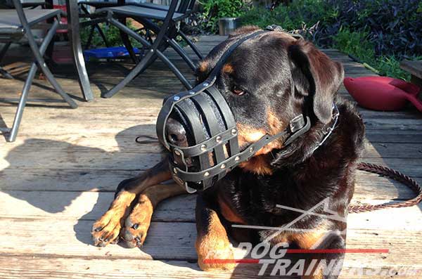 Rottweiler dog muzzle with nickel plated fittings