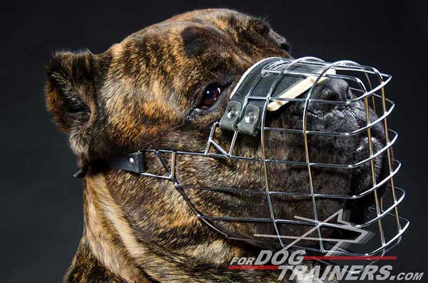 Wire dog muzzle for Cane Corso