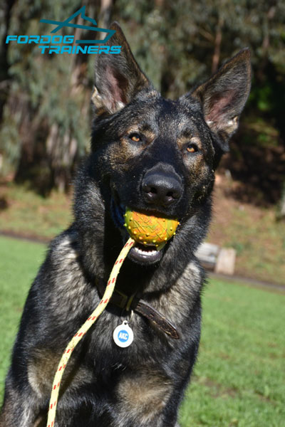 Solid Rubber Dog Toy for Flynn Training and Playing