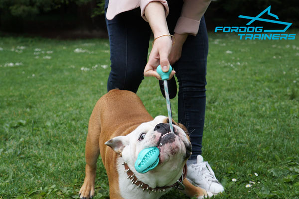 English Bulldog Toy Prevents Tartar and Plaque