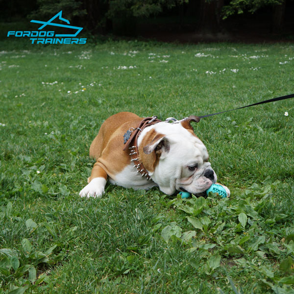 English Bulldog Dog Dental Toy Fights Bad Breathing