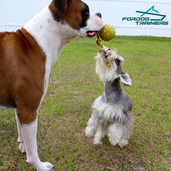 Solid Rubber Boxer Toy for Training and Playing