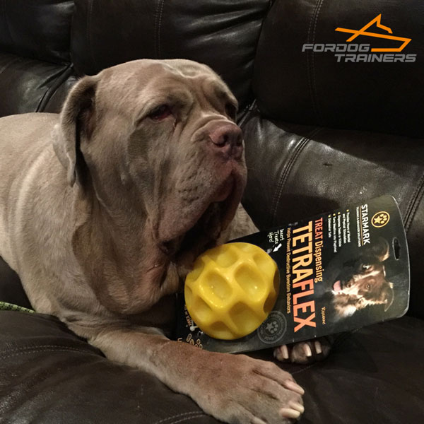 Neapolitan Mastiff Ball Tetraflex for Funny Meal Time