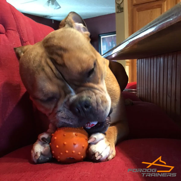 Rubber Bite Neapolitan Mastiff Ball Toy 