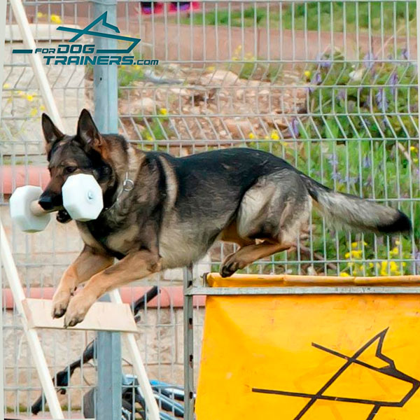 Schutzhund Dog Dumbbeel of Sturdy Wood