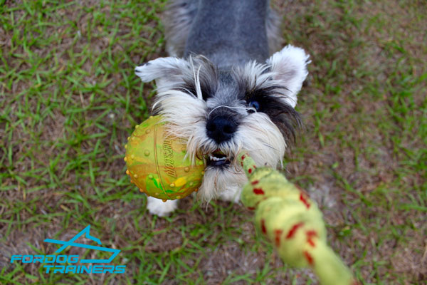 SBoxer Dog Training Ball for Funny Playing