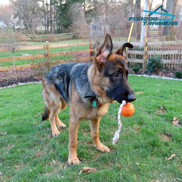 Bite Training Ball Made of Special Dotted Rubber