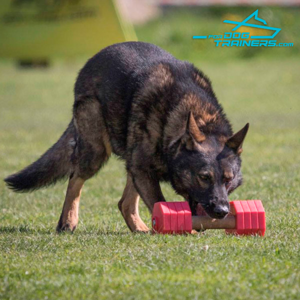 Retrieving Dog Dumbbell of Dried Wood