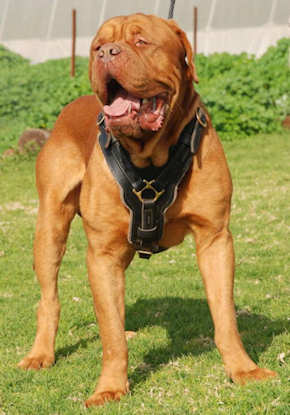 Dog harness for Dogue de Bordeaux