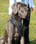 best dog harnes for great dane