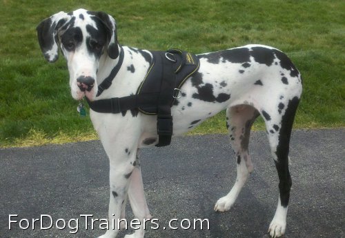 Multipurpose harness looks good on Bentley