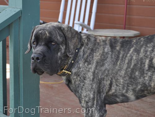 Zues is cool wearing Exclusive Black Nappa Padded   Hand Made Leather Dog Collar