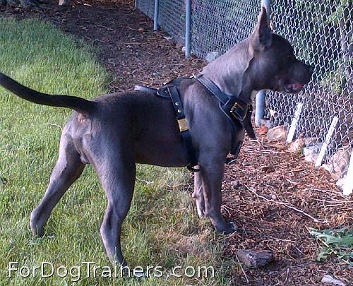 Leather harness suits incredibly this pet