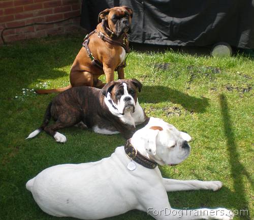 Barney, George and Ruby showing off their new collars and harness