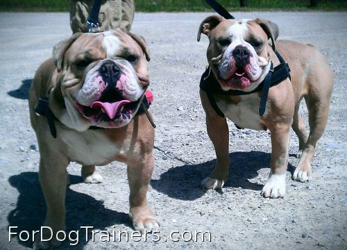 Quality harnesses for good Bulldogs