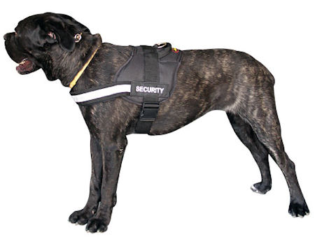 Nylon Dog Harness for Cane Corso - Small, Medium, Large Harness