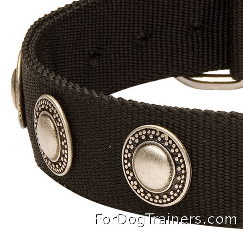 Nylon dog collar