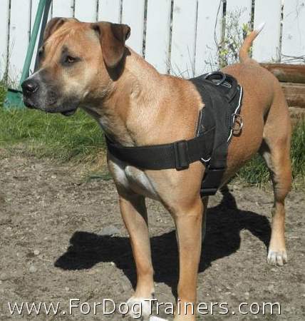 copper looking so good with our all weather outdoor harness on