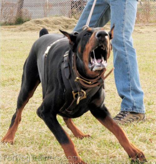 Kourosh is excited wearing Exclusive Luxury Handcrafted Padded Leather Dog Harness