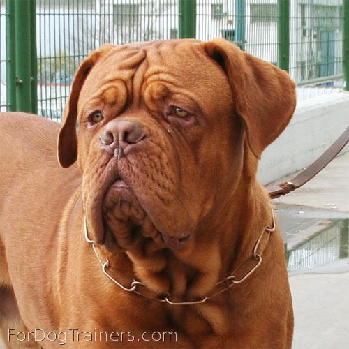 This Dogue-de-Bordeaux is cutie pie when wearing  Curogan Fur Saver Dog Collar