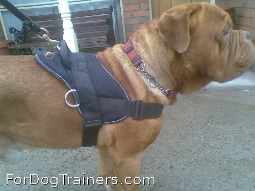 All Weather Extra Strong Nylon Harness fits Spartion perfectly