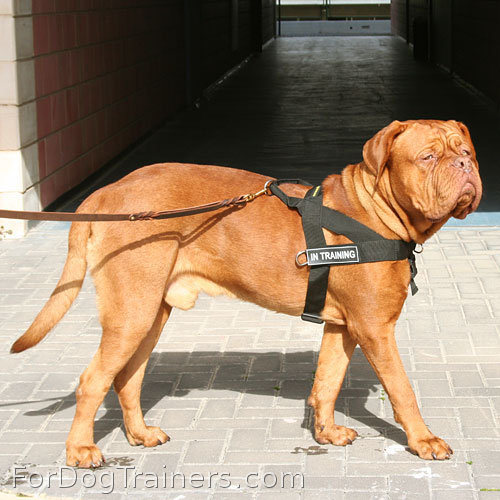 Dogue-de-Bordeaux is so good looking when wearing Better control everyday all weather dog harness