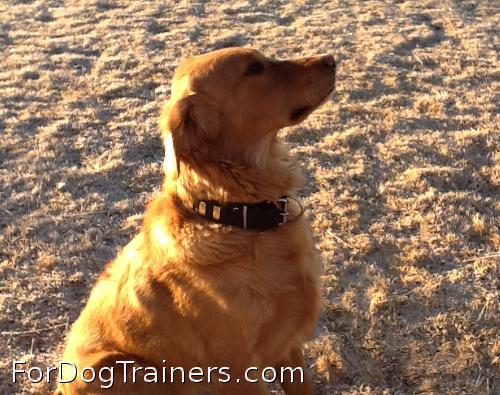 Gorgeous Wide Leather Collar looks good on Dozer