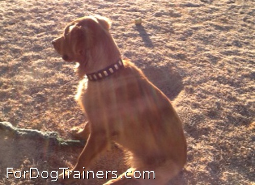 Gorgeous Wide Leather Collar suits Dozer