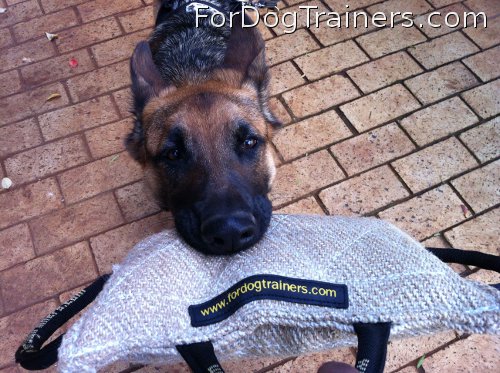 Bite pad made of jute is favorite toy for Sascha