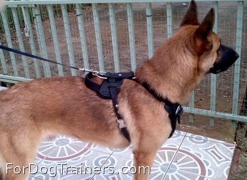 Rockey proudly wears his Agitation / Protection /Attack Leather Dog Harness