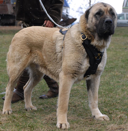 walking dog harness dor dog walking,tracking