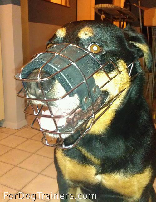 Excellent look in new muzzle