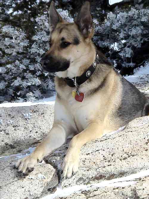 black leather collar on GSD