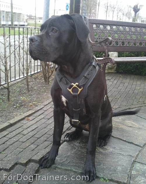 Nikita adores Exclusive Luxury Handcrafted Padded Leather Dog Harness