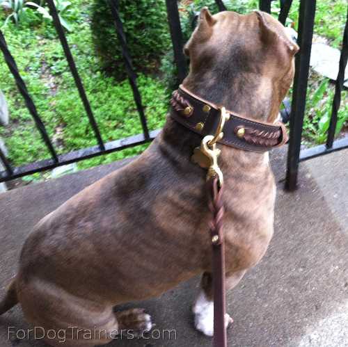 Tiger adores his Gorgeous Wide 2 Ply Leather Dog   Collar