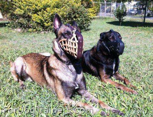 This dog deserved gorgeous police service muzzle