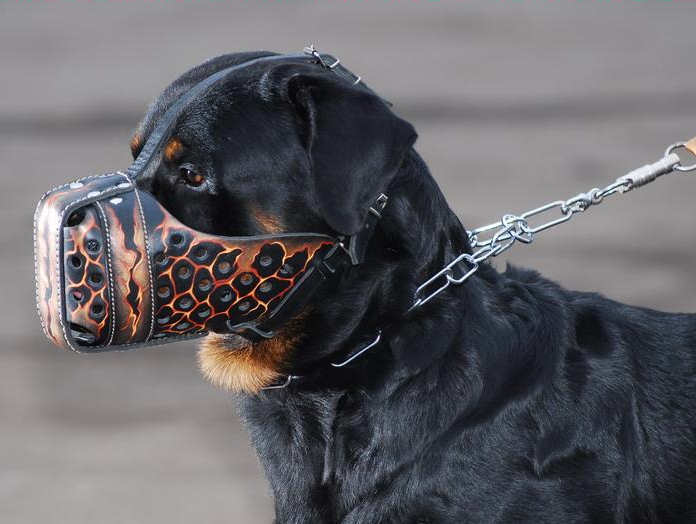 Dog muzzle