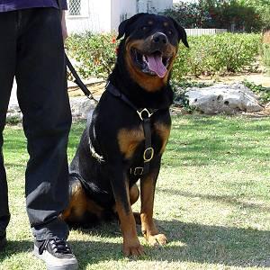 Luxury handcrafted dog harness- Rottweiler dog