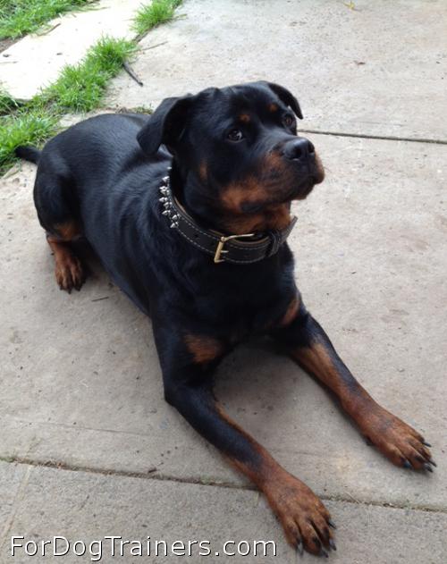 Rottweiler got best leather padded collar ever