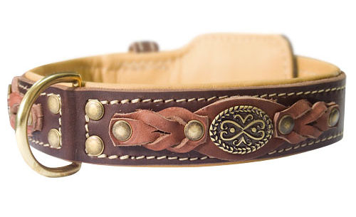 Royal leather padded dog collar, brown