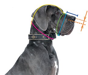 Muzzle Sizing Diagram