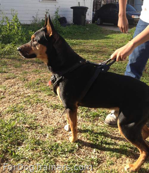 Neatly done leather dog harness