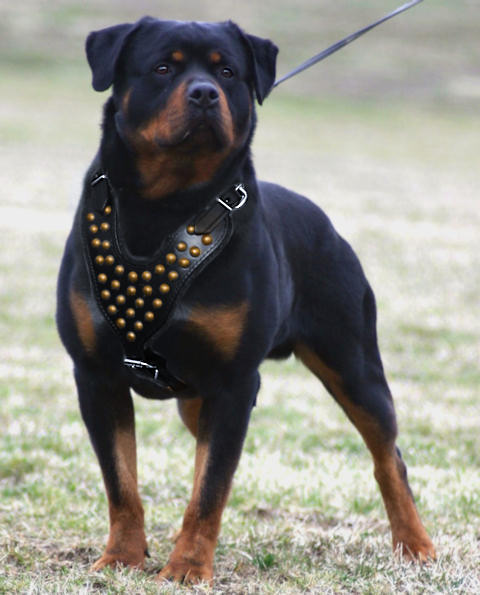 Rottweiler spiked hot sale collar