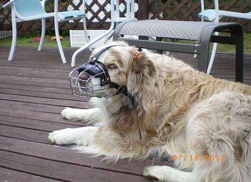 Sydney and his muzzle