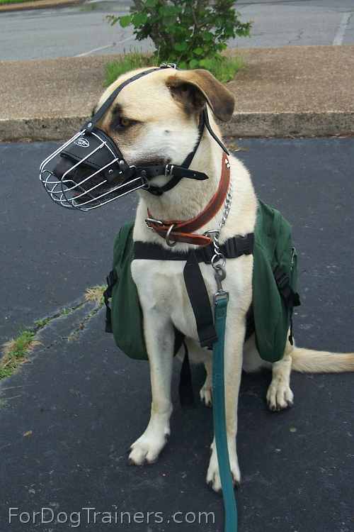 Tonka likes daily walkings in his Basket Muzzle