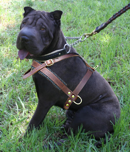 Sharpei Pulling/Tracking Leather Dog Harness-Shar pei harness