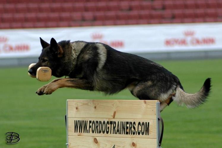 New schutzhund training jump